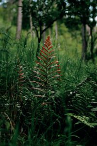 Close-up of fern in forest