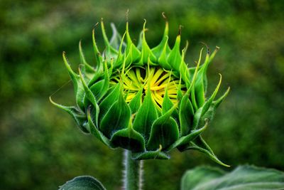 Close-up of flowering plant