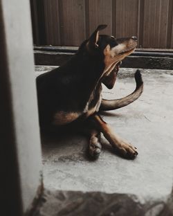 Dog sleeping on floor