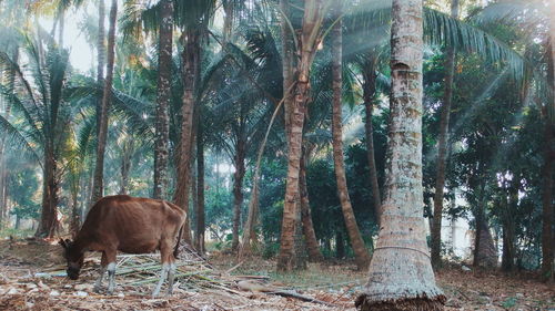 Cows in a forest