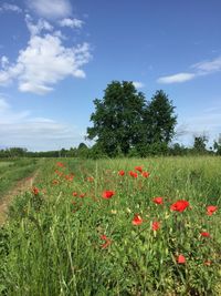 Red poppy flowers on field against sky