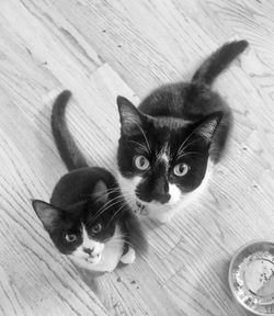 Two cute tuxedo cats looking up. 