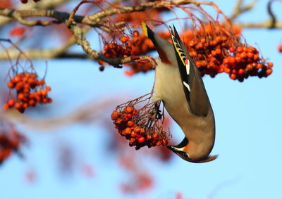 Close-up of bird eating berries on tree