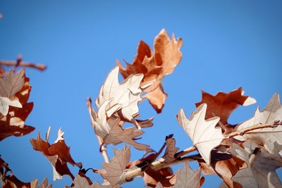 Low angle view of maple leaves against blue sky