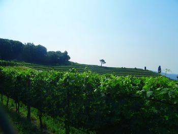 Scenic view of agricultural field against clear sky