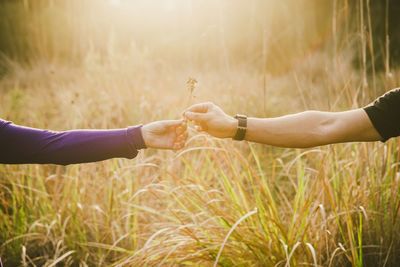 Cropped hand of woman giving plant to man against field