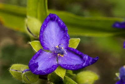 Close-up of purple flower in bloom