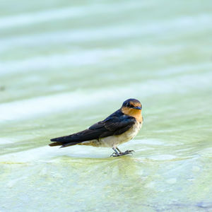 Bird perching on a lake