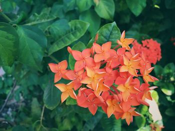 Close-up of orange flowering plant