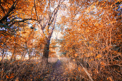 Trees in forest during autumn