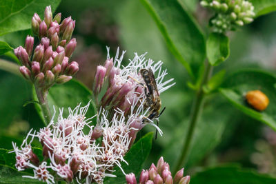 Close-up of insect on pink flowering plant