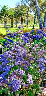 Purple flowering plants in park