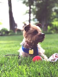 Dog looking away on field