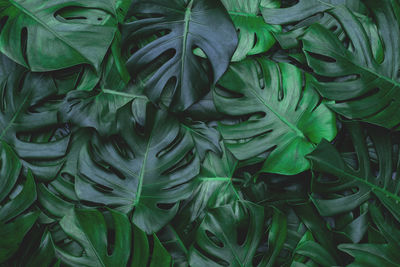 Full frame shot of fresh green leaves