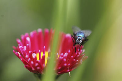 Close-up of insect on pink flower