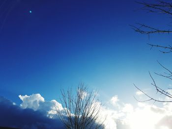 Low angle view of tree against blue sky