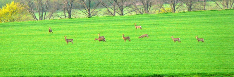 Flock of sheep grazing on field