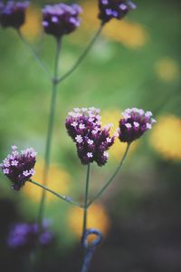 Close-up of purple flowering plants