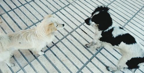 High angle view of dogs on footpath