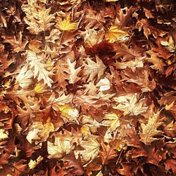 Full frame shot of dry leaves