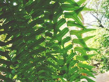 Close-up of tree