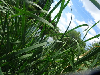 Close-up of fresh green grass against sky