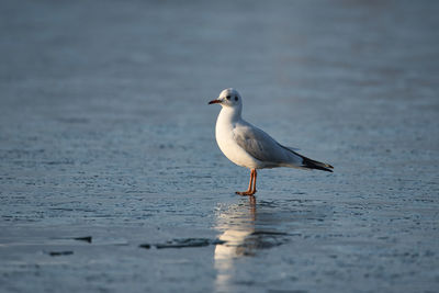 Seagull perching on a sea