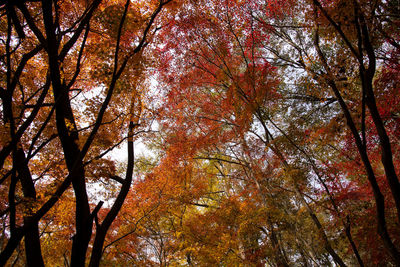 Low angle view of trees in forest during autumn