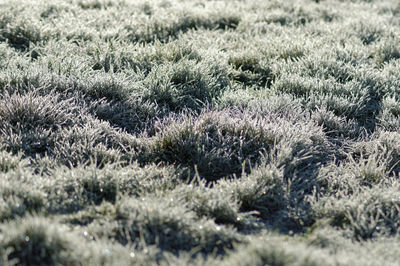 Full frame shot of plants on land