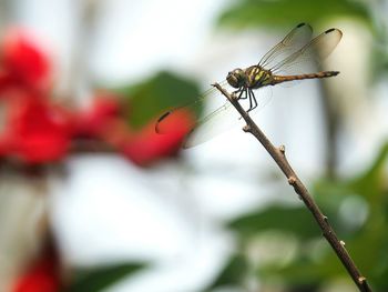 Close-up of insect on leaf