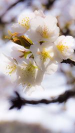 Close-up of cherry blossoms