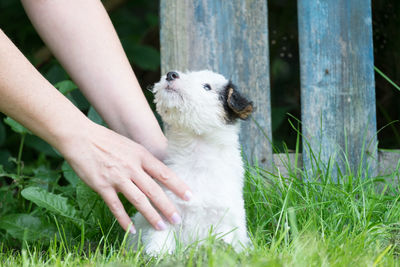 Close-up of hand holding cat sitting on grass