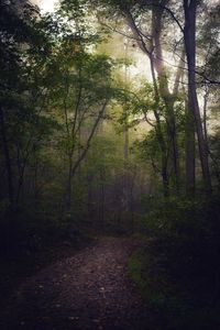 Footpath amidst trees in forest during autumn