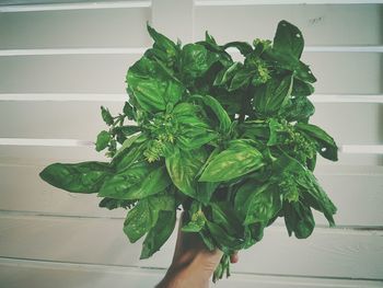 Close-up of fresh green plant