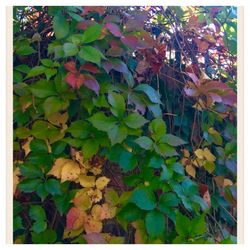 Full frame shot of leaves