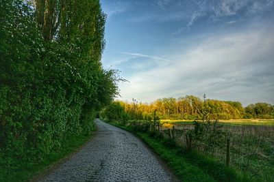 Footpath amidst trees in field