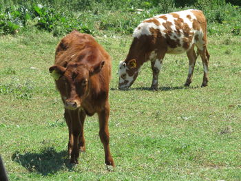 Horses grazing in a field