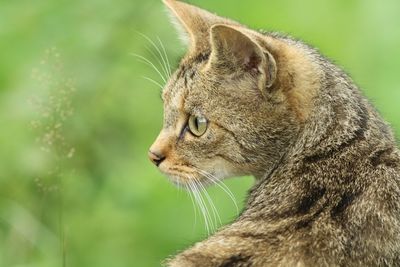 Close-up of cat looking away