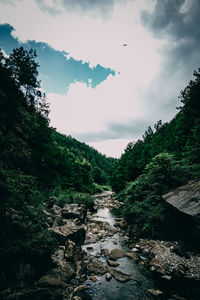 Scenic view of forest against sky