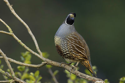 Close-up of bird perching on branch