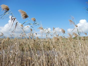 Plants growing on field against sky