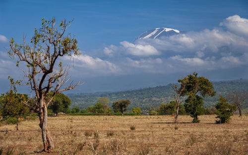 Trees on field against sky