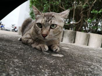 Close-up portrait of tabby cat on road in city