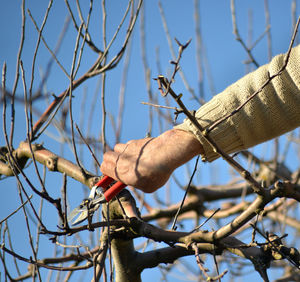 Cropped hand of man pruning branch with shears