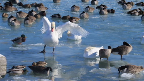 Swans in lake