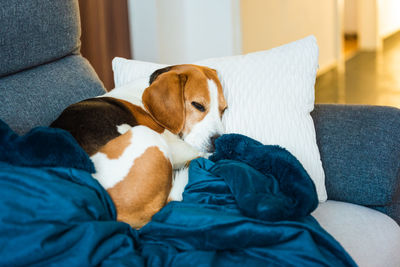 Beagle dog tired sleeps on a cozy sofa. tricolor purebred background