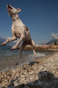 Dog on beach