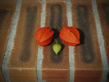 High angle view of orange flowering plant