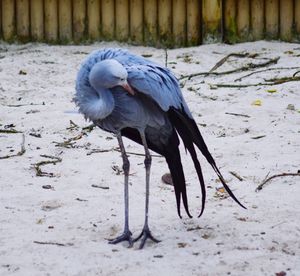 Close-up of bird perching on field