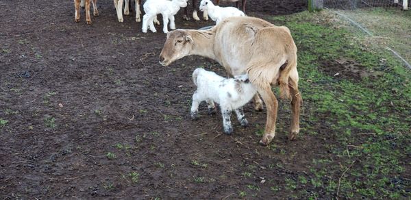 High angle view of horses on field